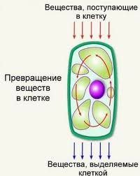 Обмен веществ в организме! 