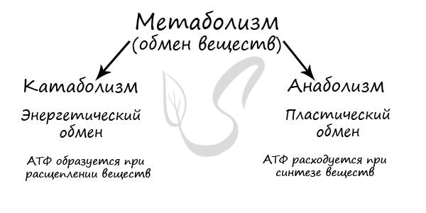 Пластический и энергетический обмен 