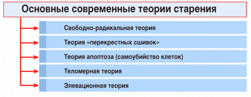 Почему мы стареем (современные теории старения) 