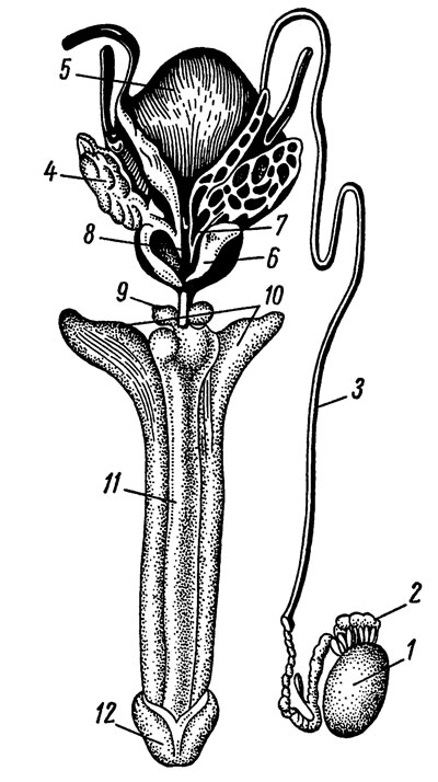 Информация половая орган. Предстательная железа анатомия семявыносящий проток. Предстательная железа семенники. Половая система мужчины анатомия. Яички куперовы железы мужская половая.