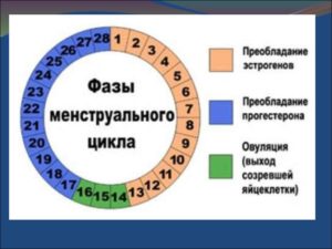 Пременопауза и мecячные: какие происходят изменения 