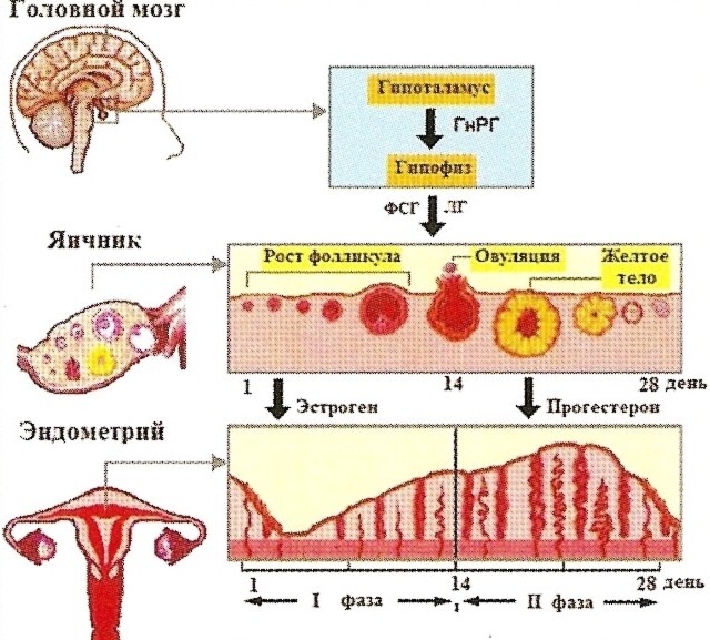 Прогестерон – общие понятия о биохимии, функции, показателях нормы и влиянии гормонального дисбаланса на организм 