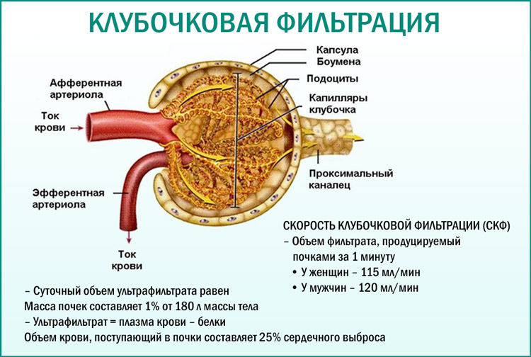 Расчет скорости клубочковой фильтрации (СКФ) 