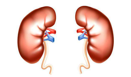 Агнезия или отсутствие почки у ребенка 