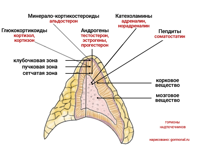 Сбой гормонов в надпочечниках 