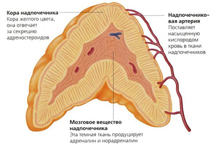 Симптомы дисфункции коры надпочечников у женщин и лечение болезни 