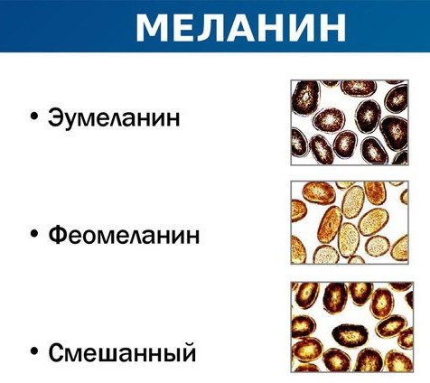 Синтез меланинов 