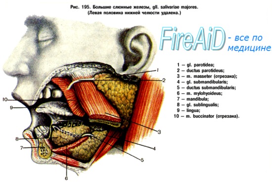 Слюнные железы: где находятся, топография, значение и строение 