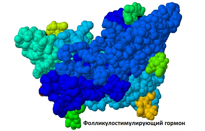 Соотношение ФСГ и ЛГ: как правильно считать и где норма 