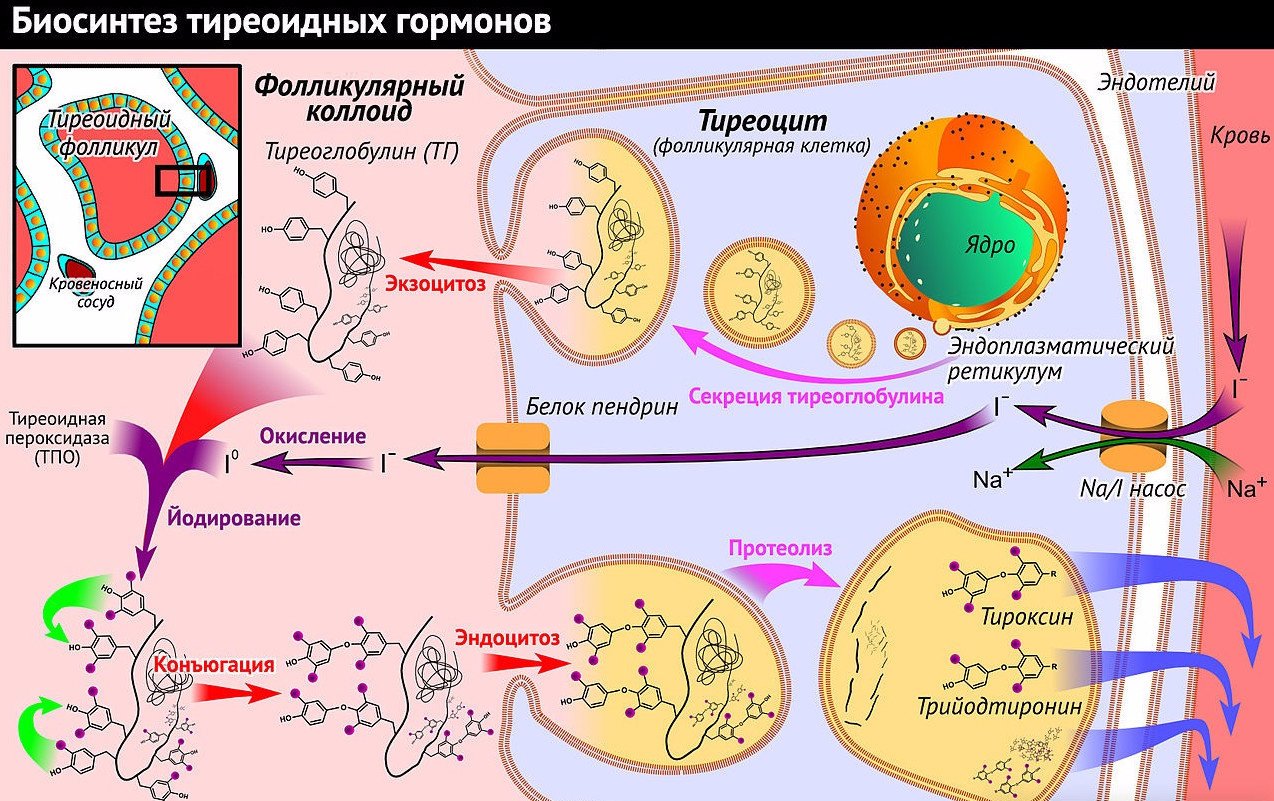 Таблица нормы гормона Т4 свободного у женщин 