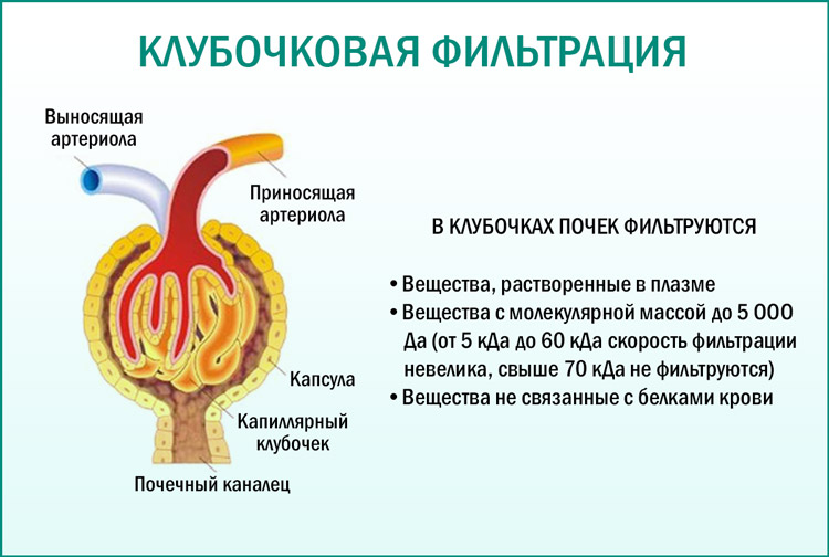 Все про клиренс креатинина 