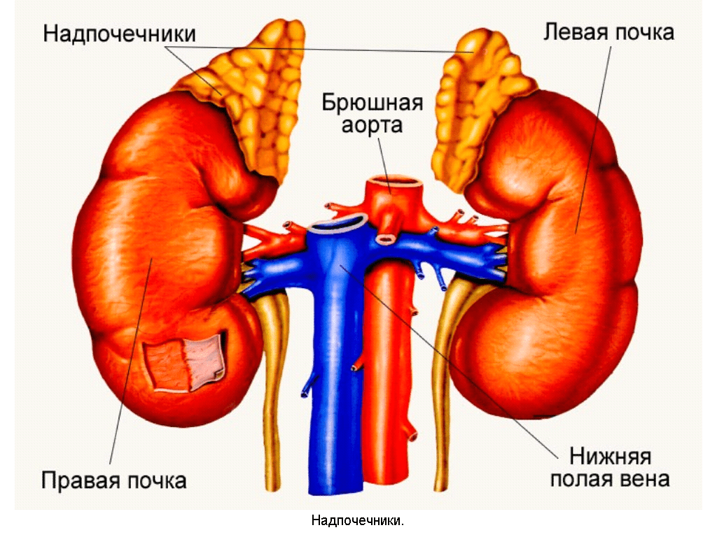 Заболевания надпочечников 