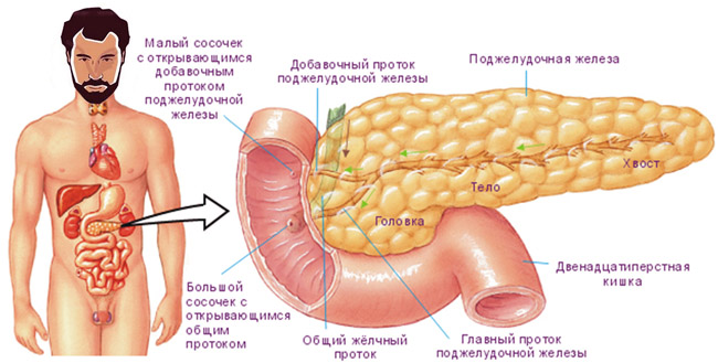 Заболевания поджелудочной железы: причины, симптомы и профилактика 