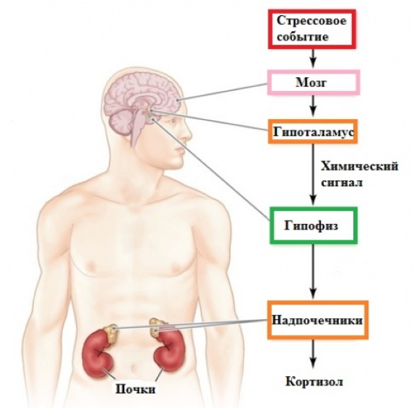 За что отвечает гормон кортизол в женском организме? 