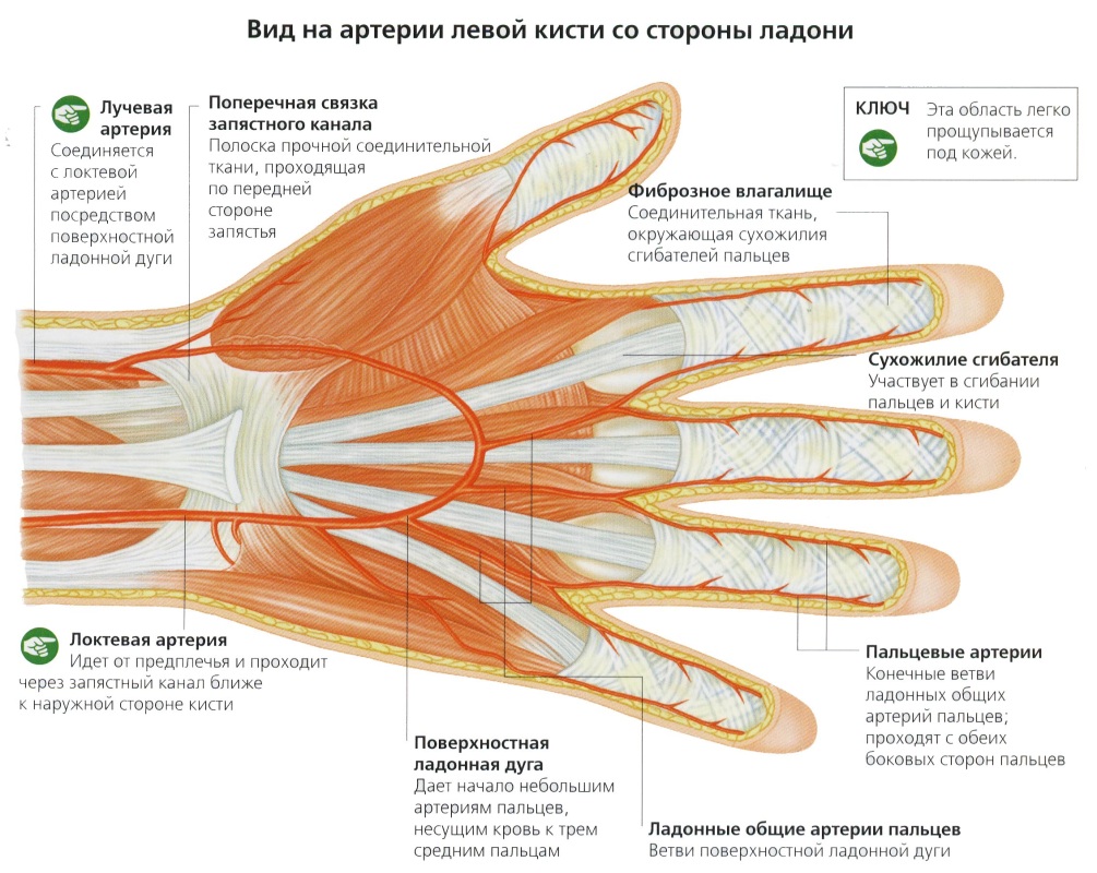 Артерии на руке 