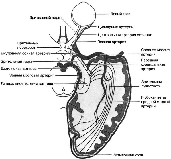 Что такое HRT и ОКТ зрительного нерва 