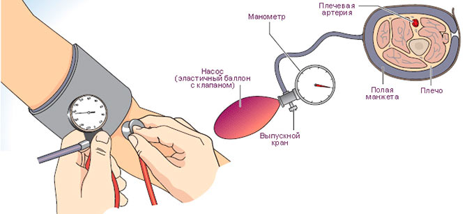 Измерение артериального давления по методу Короткова 