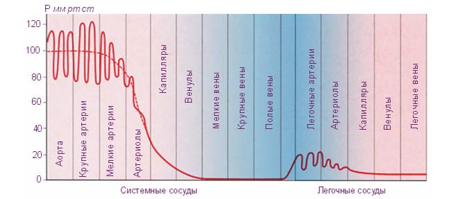 При повышенном давлении сосуды расширяются или сужаются? 