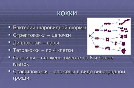 Бактерии семейства кокки 