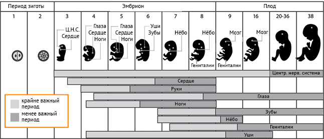 Беременность по неделям 