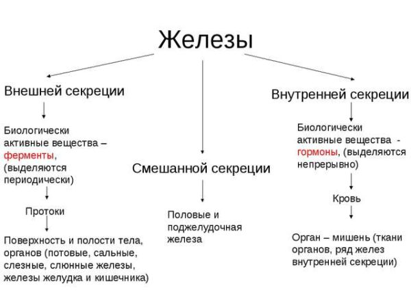 Эндокринные железы внешней, внутренней и смешанной секреции: какие функции выполняют и как взаимодействуют друг с другом 