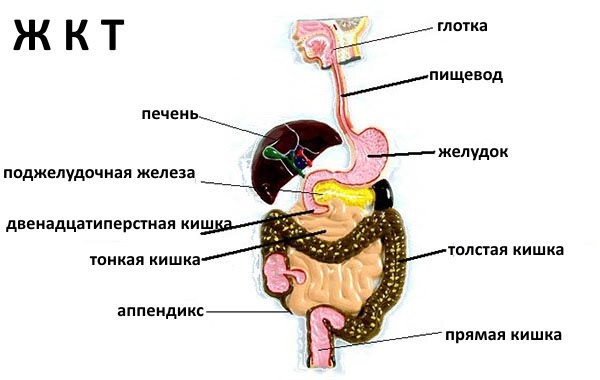 Что лечит гастроэнтеролог: заболевания и методы диагностики 