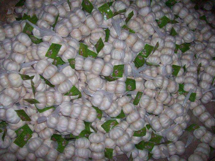 Что такое китайский чеснок и как его выращивать 