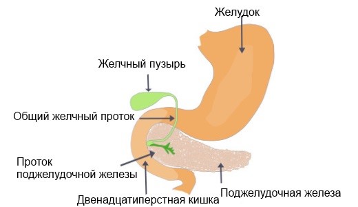 Диета при гастрите и панкреатите 593 0 21.04.2018 